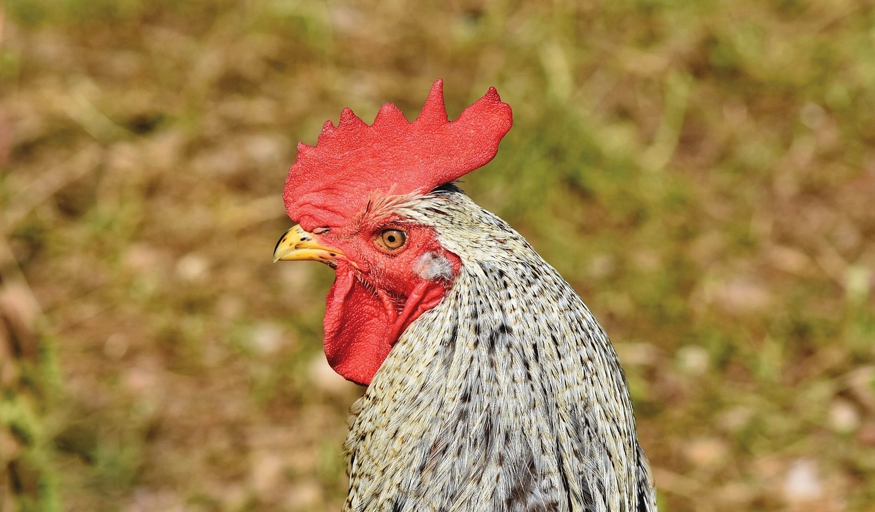 Clostridium prevention Slanbio